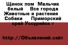 Щенок пом. Мальчик белый  - Все города Животные и растения » Собаки   . Приморский край,Уссурийск г.